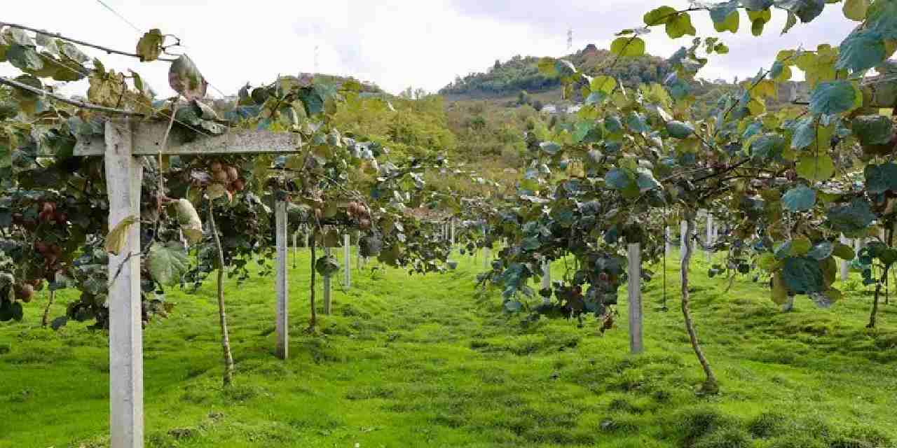 4 bin ton rekolte bekleniyor kilogram fiyati belli oldu H5dRKI2W.jpg