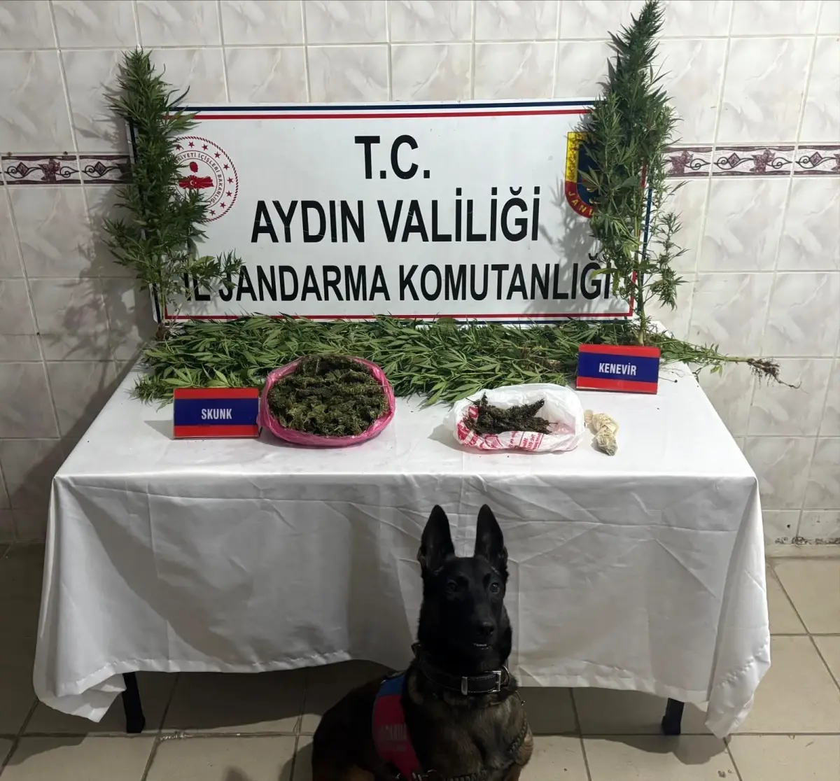 nazillide uyusturucu operasyonu 498 gram skunk ve 17 kok bitki ele gecirildi s56jAhry.jpg