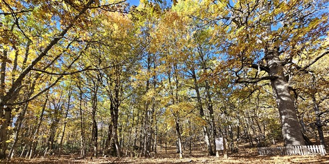 dunyadaki tek orman izinsiz girisin cezasi 557 bin 212 tl yiVtHt1M.jpg