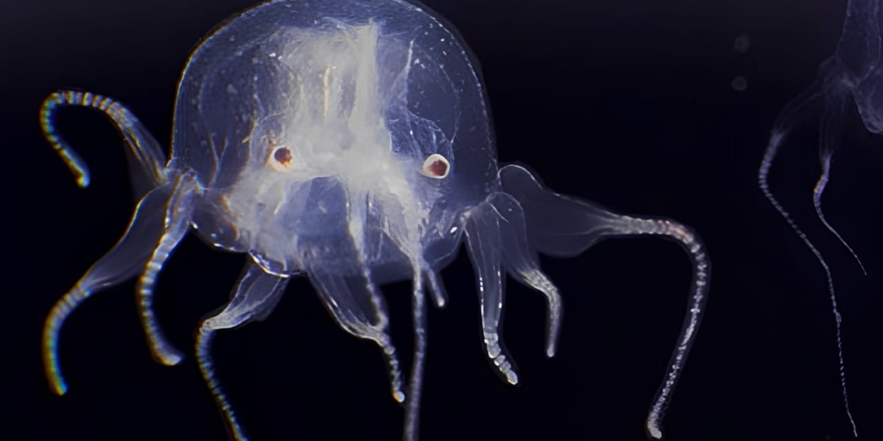 1,5 Santimetrelik Yeni Denizanası Türü: 24 Gözü Var, Beyni Yok